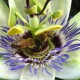 Passion flower and honey bees. Menage a trois.